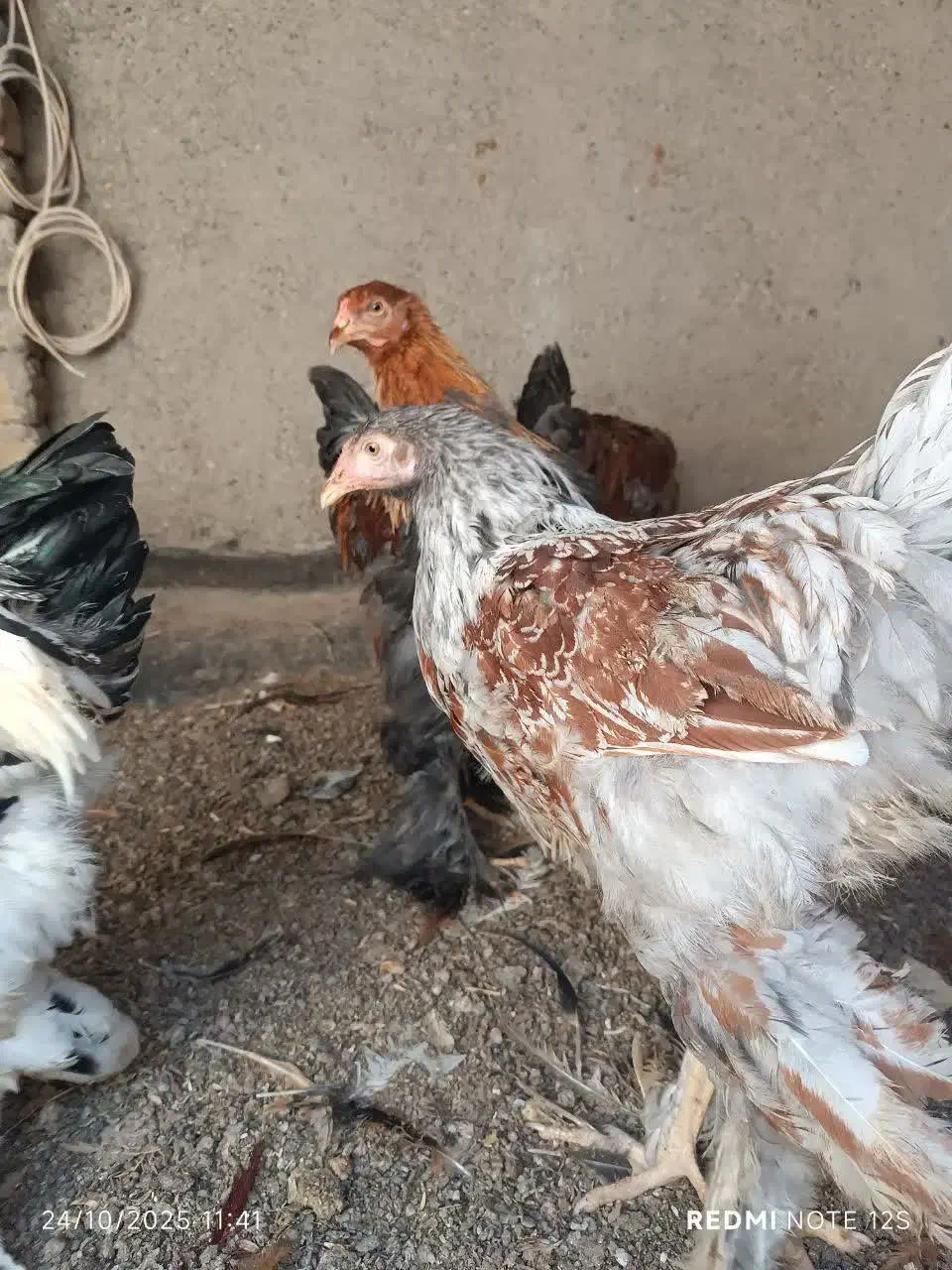 خروس برهمایی|حیوانات مزرعه|مشهد, کوشش|دیوار