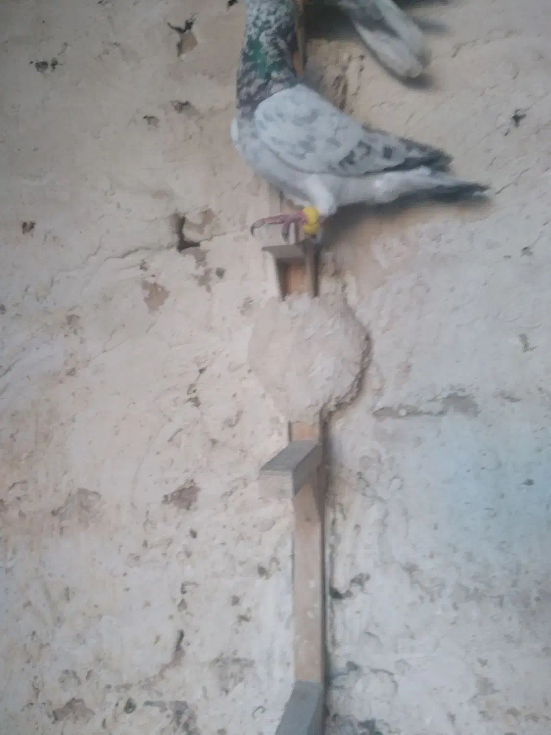 پرنده پرشی|پرنده|شیراز, داریون|دیوار