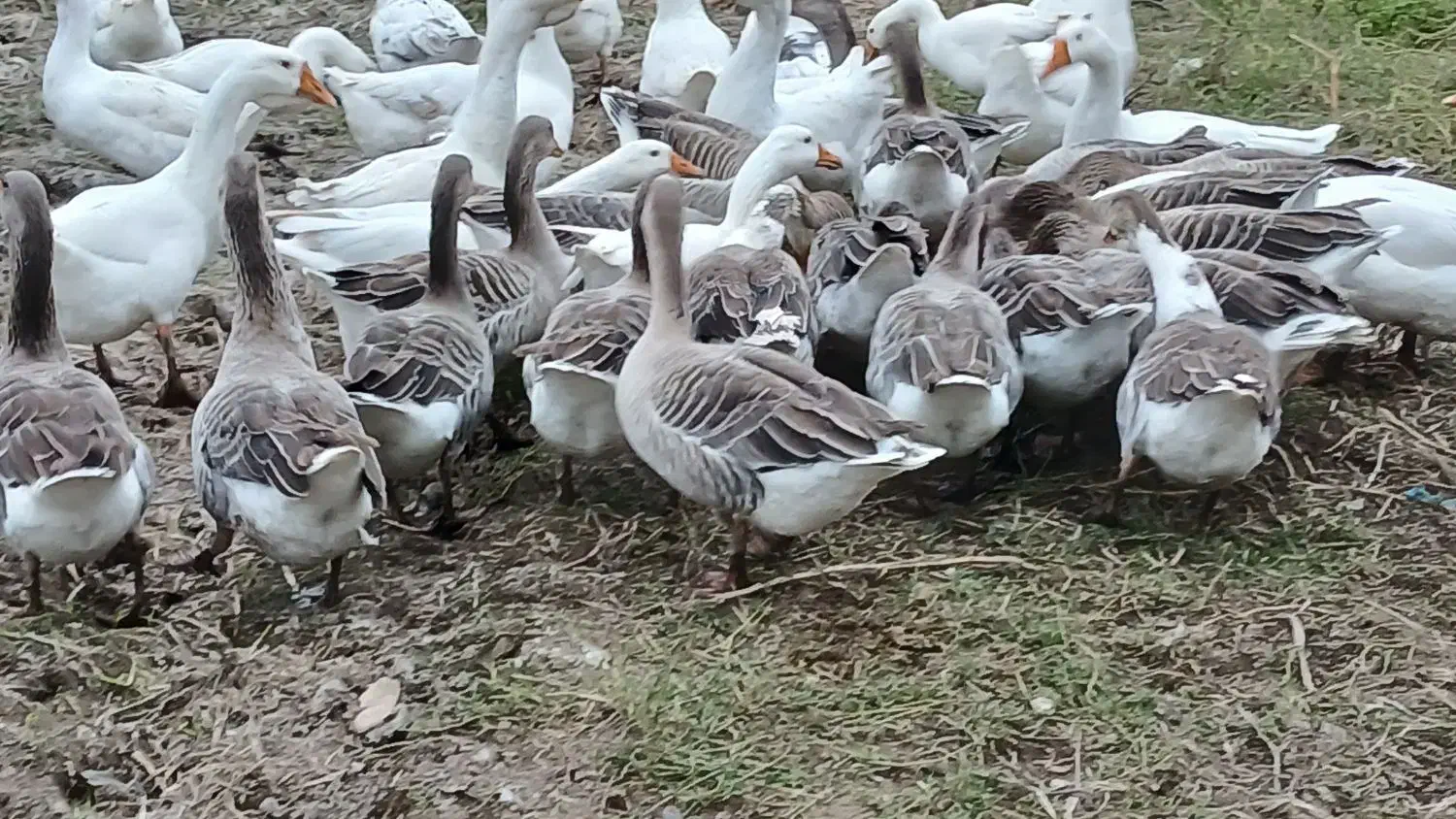 ۴۰ غاز سالم و گوشتی همراه با قو غاز|حیوانات مزرعه|رشت, جانبازان|دیوار