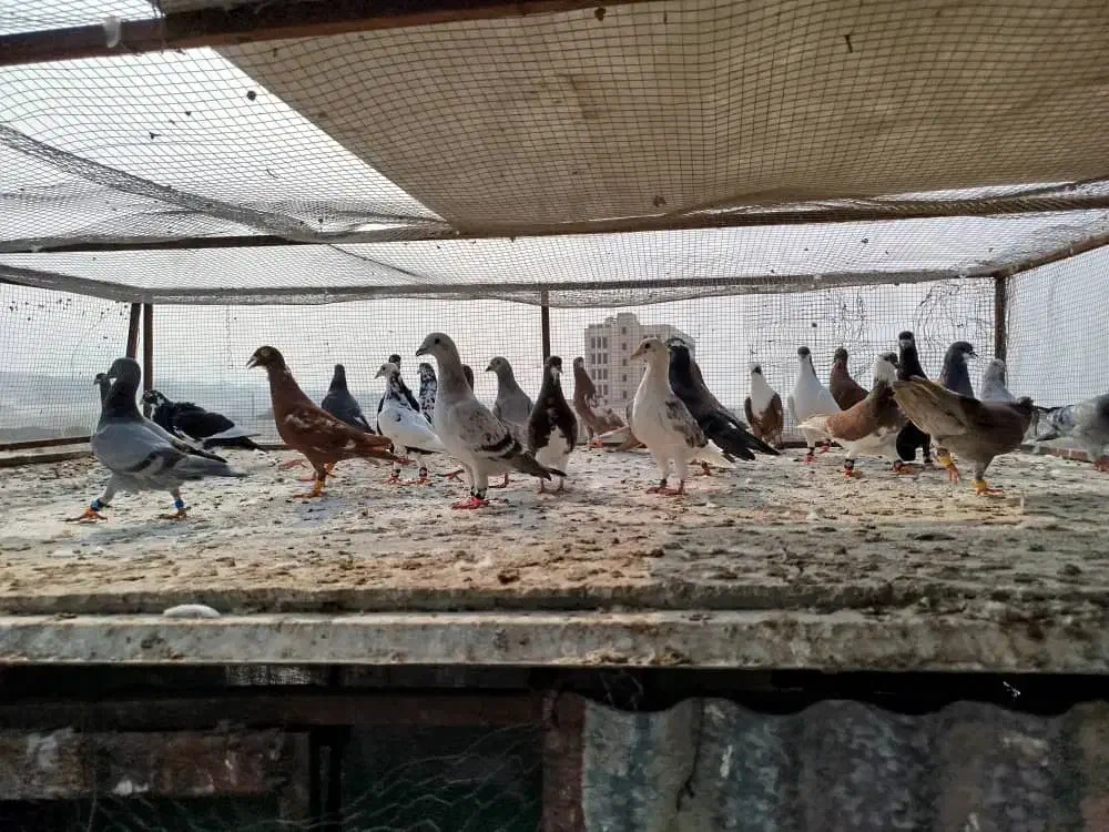کبوتر|پرنده|شیراز, فضل‌آباد|دیوار