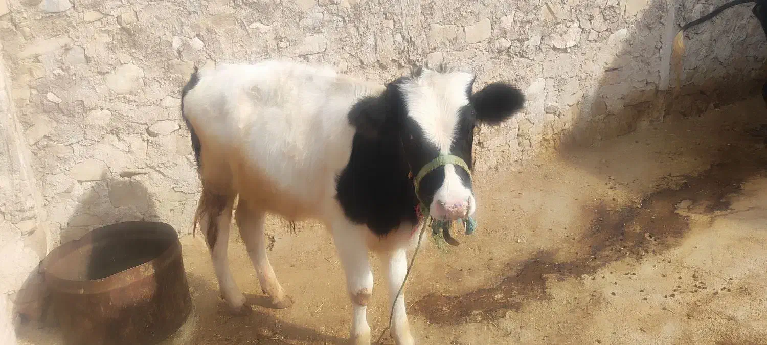 گوساله|حیوانات مزرعه|دوگنبدان, |دیوار