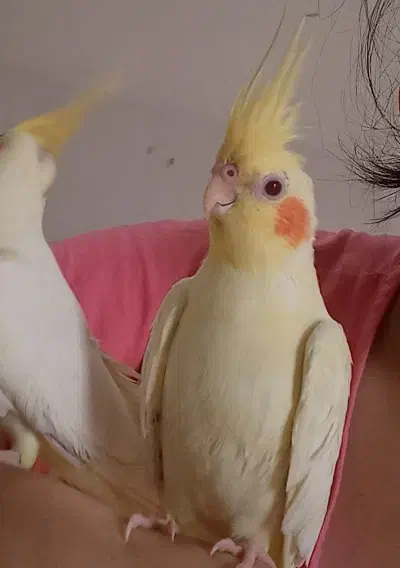 عروس هلندی|پرنده|املش, |دیوار