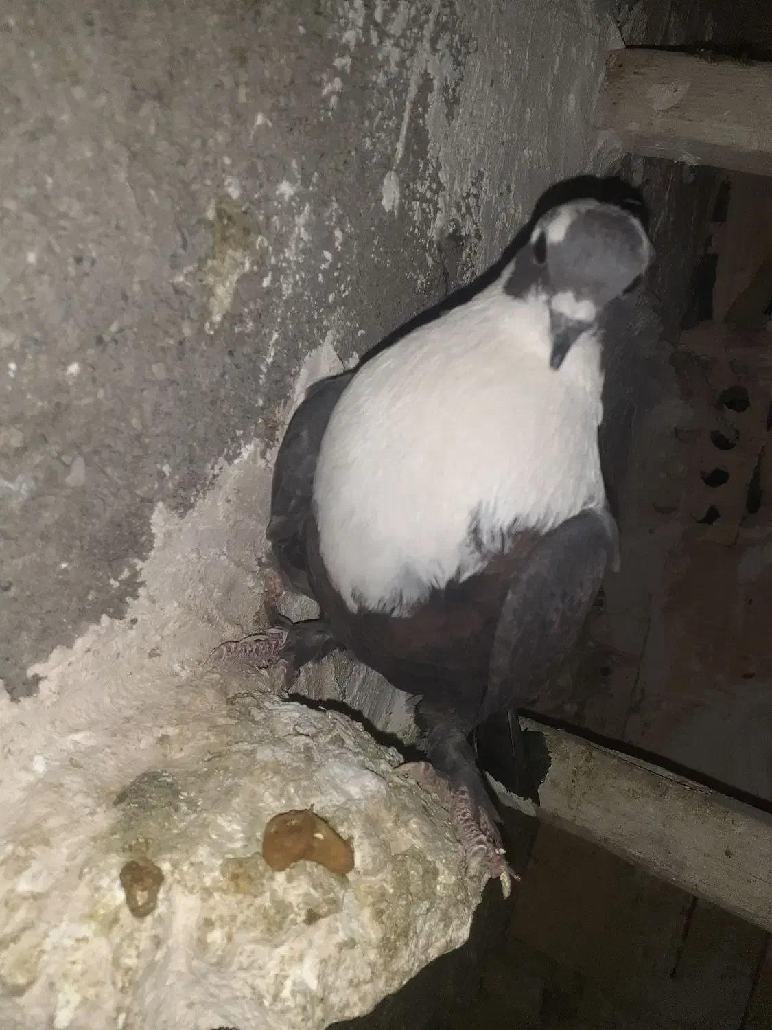 کفتر|پرنده|مشهد, باغ فراگرد|دیوار