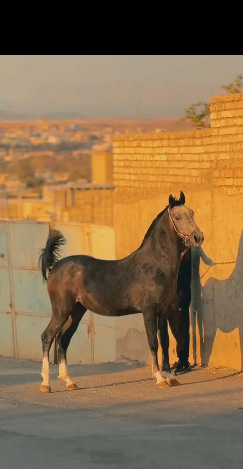 کره نریانی از سهراب خان حاج محمدعلی بابایی|حیوانات مزرعه|فولادشهر, زاینده رود|دیوار