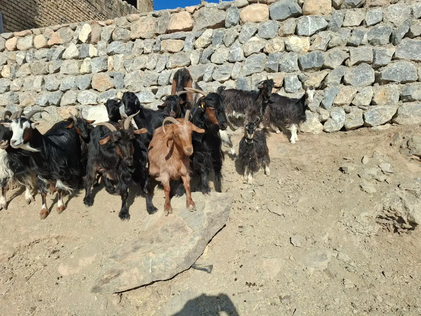 بز و بزغاله ودبر|حیوانات مزرعه|باغ بهادران, |دیوار