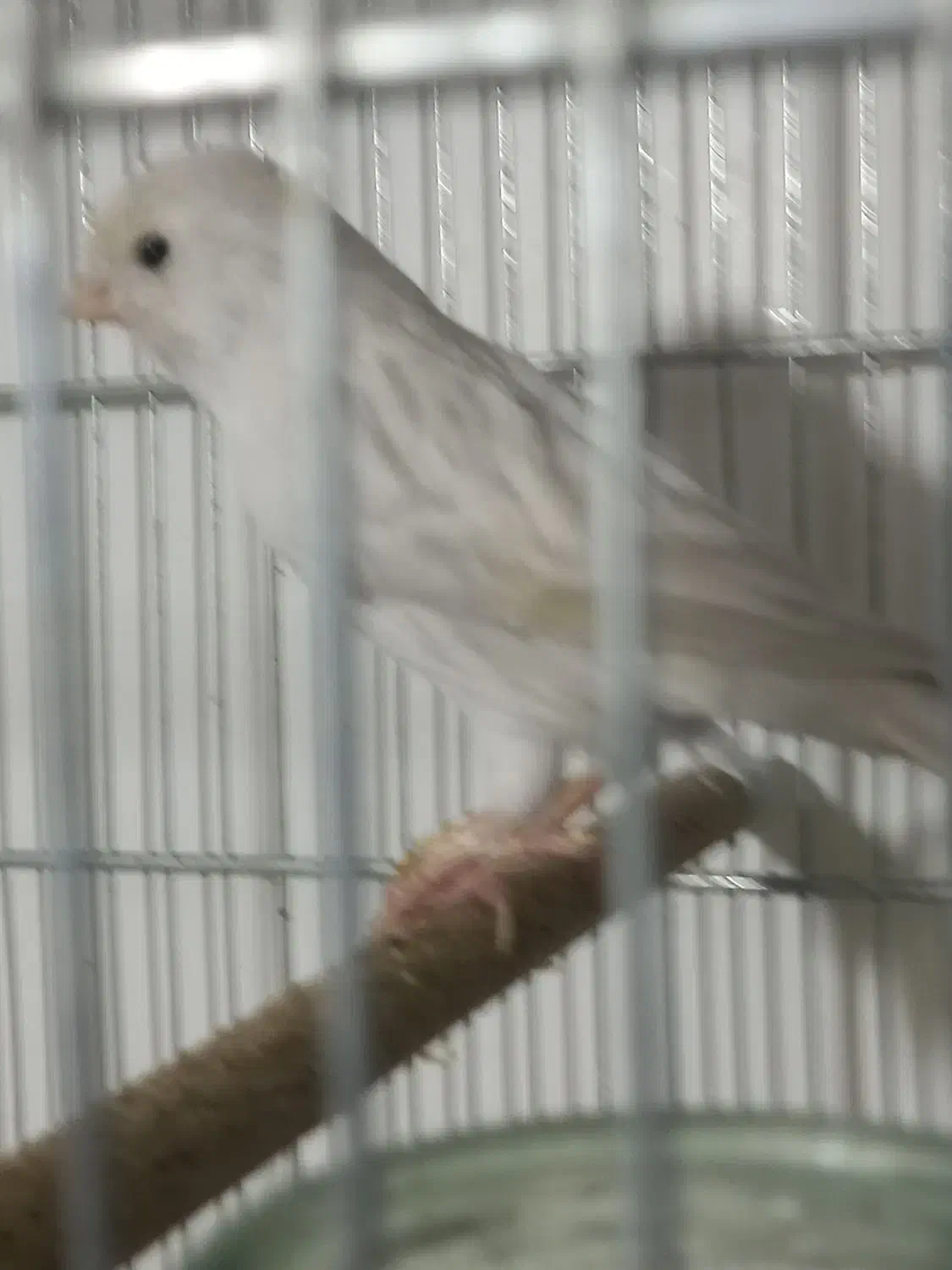 قناری ماده سیلور|پرنده|شیراز, نصر|دیوار