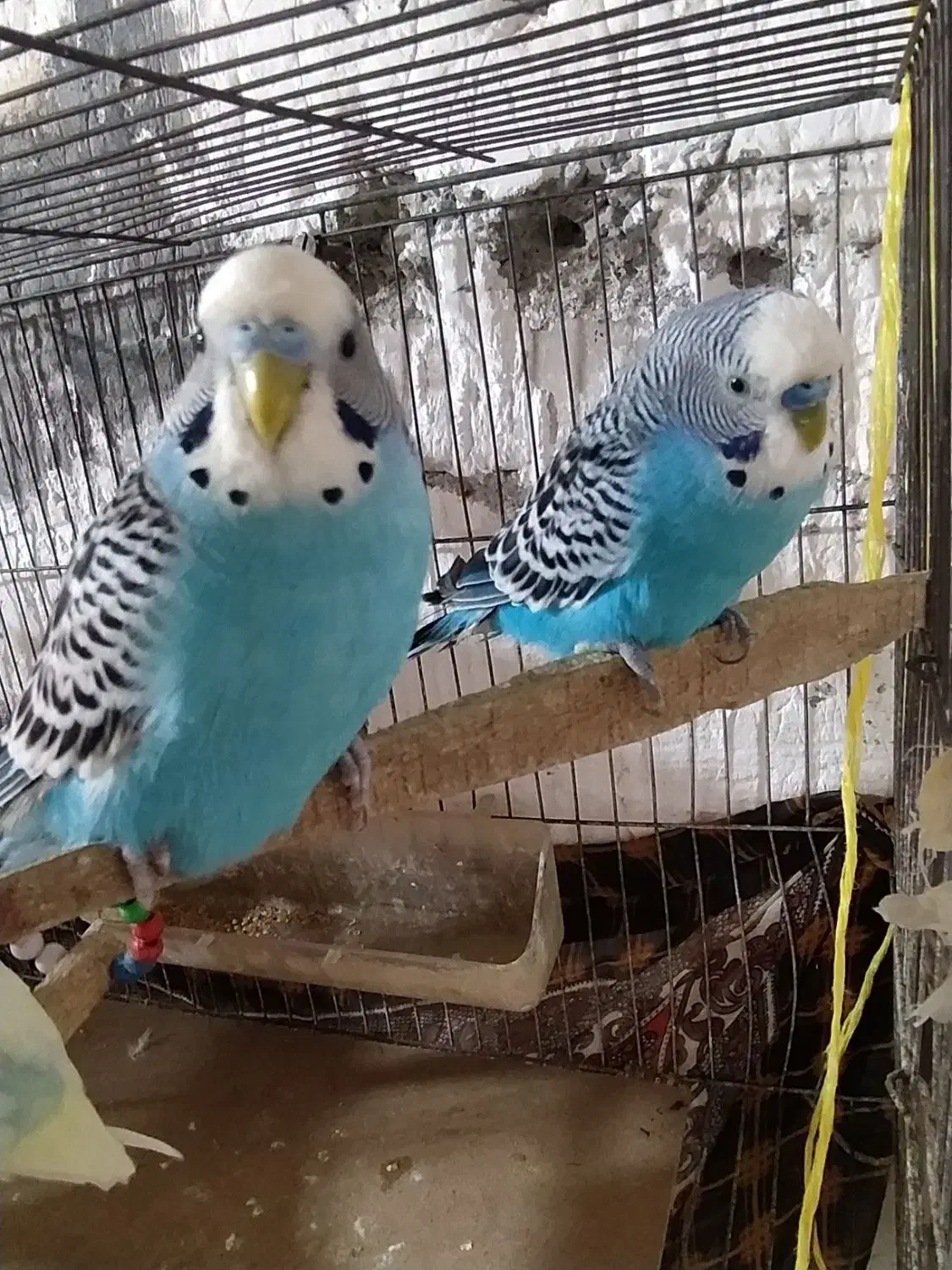 مرغ عشق نر|پرنده|تولم شهر, |دیوار