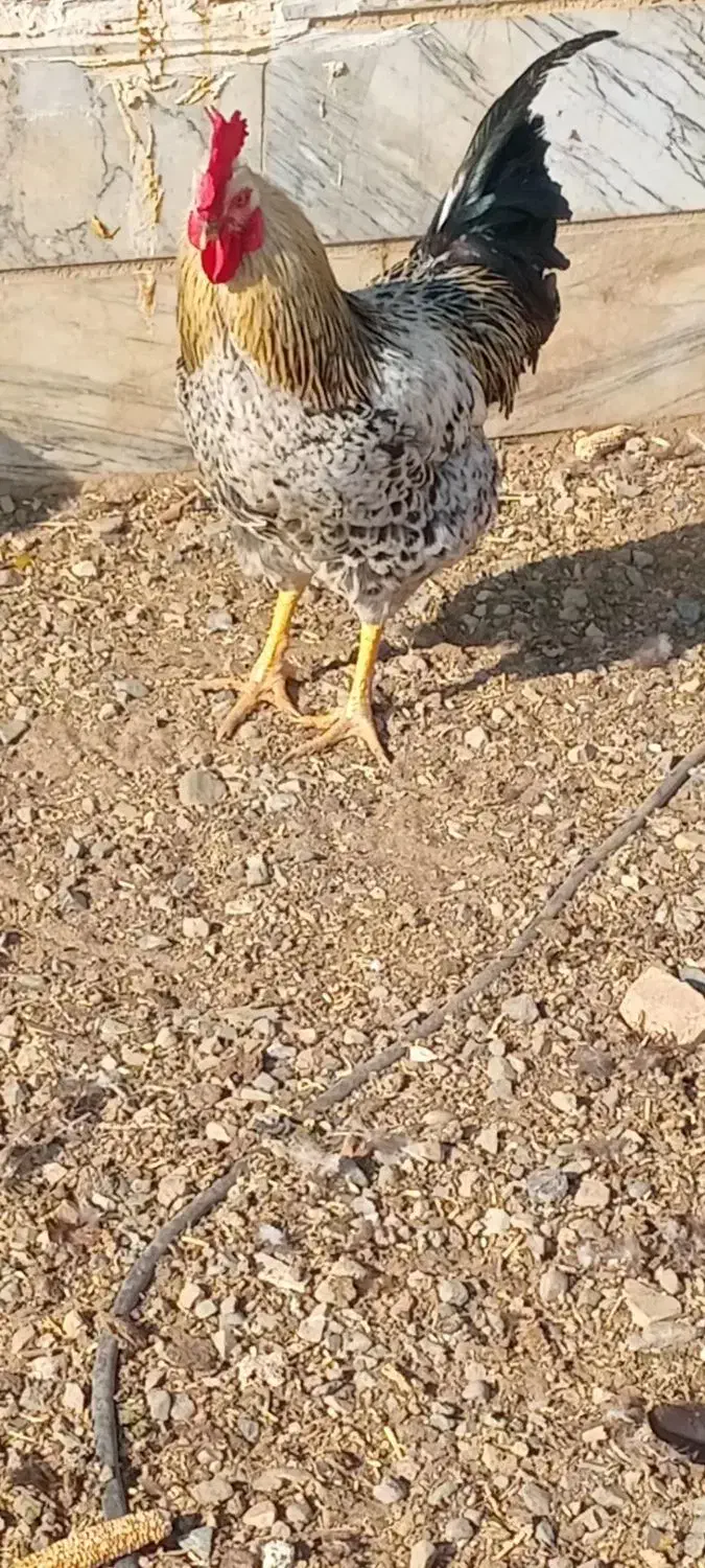 دو عدد خروس محلی|حیوانات مزرعه|بشاریات, |دیوار