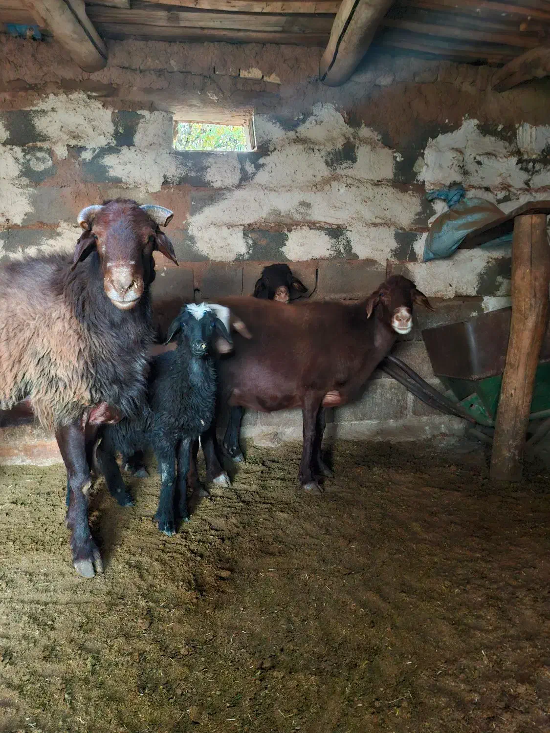 قوچ فروشی|حیوانات مزرعه|مهدی شهر, |دیوار