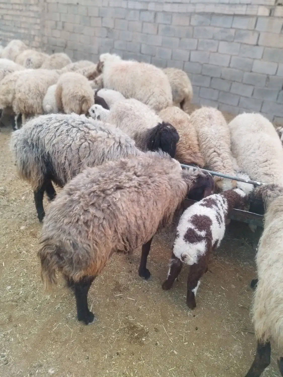گوسفند|حیوانات مزرعه|سده (خراسان جنوبی), |دیوار