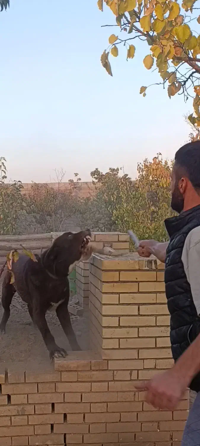 واگذاری نر۷ماهه قدریجونی|سگ|ری, علایین|دیوار