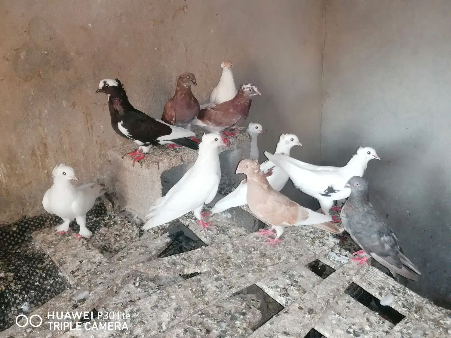 کبوتر|پرنده|خورموج, |دیوار