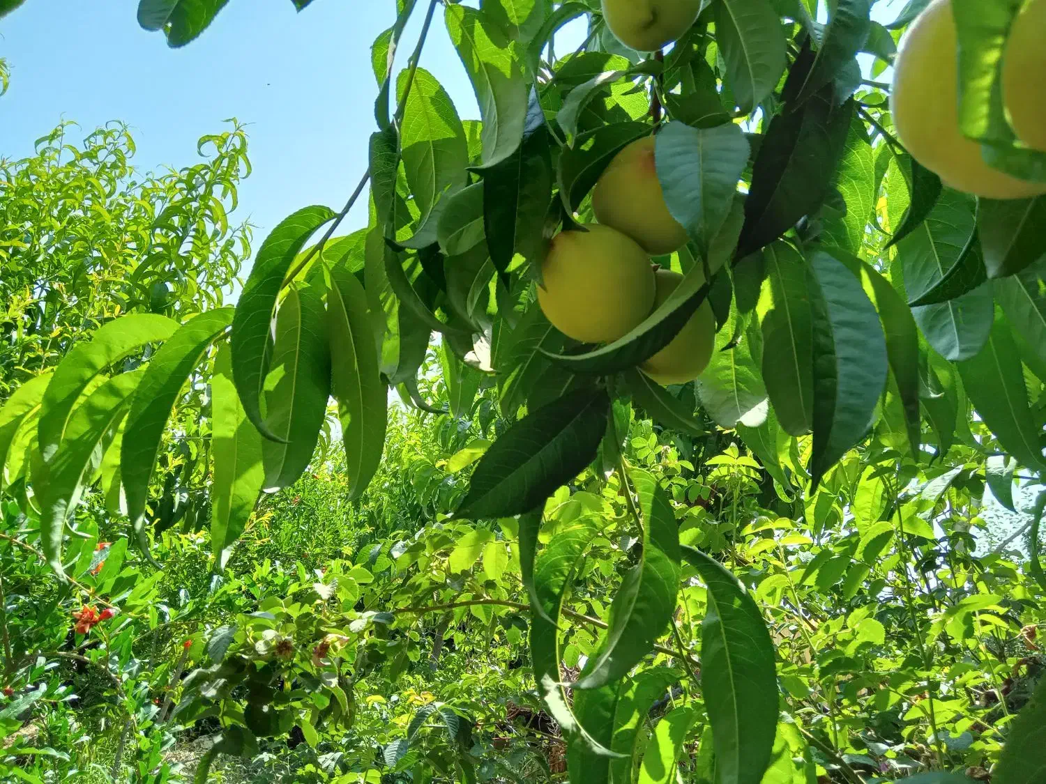 درخت به و هلو|حراج|تهران, شهرک شریفی|دیوار