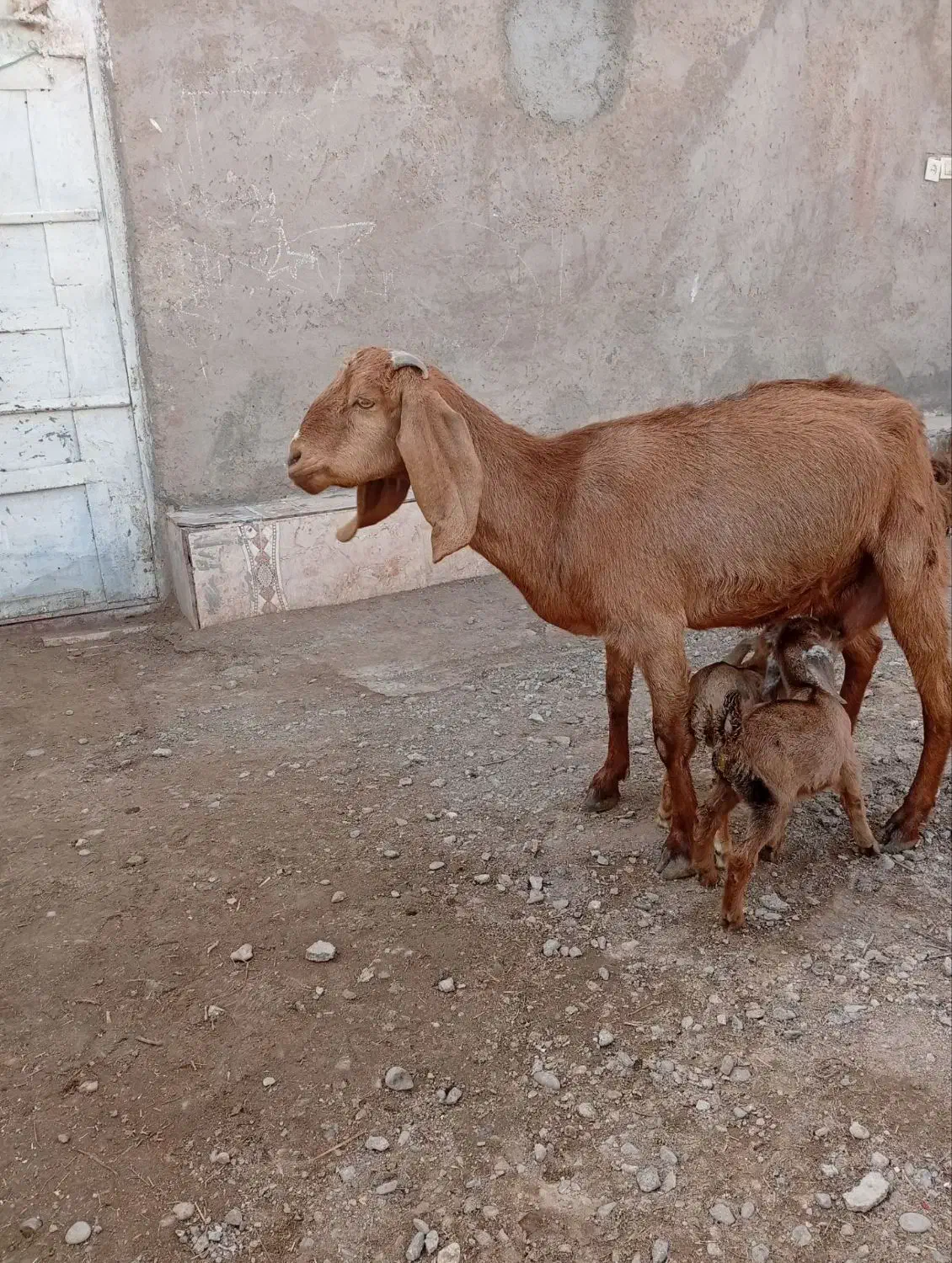 بزجملی|حیوانات مزرعه|زابل, |دیوار