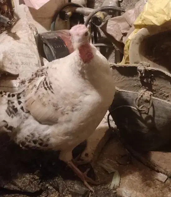 بوقلمون زنده|حیوانات مزرعه|نیشابور, گنبد سبز|دیوار