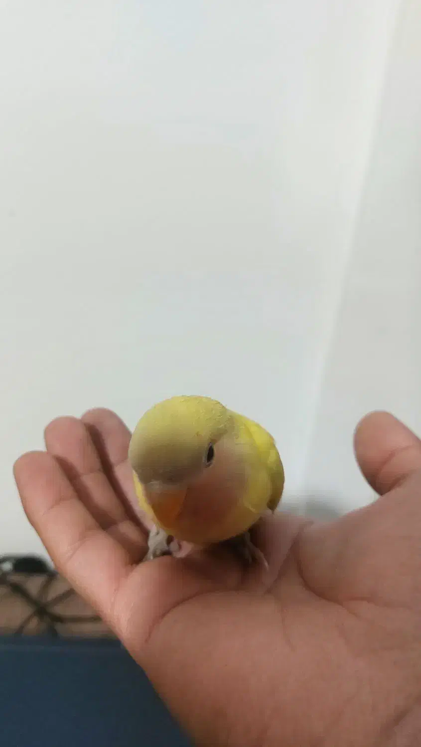 طوطی کوتوله برزیلی|پرنده|مشهد, شفا|دیوار