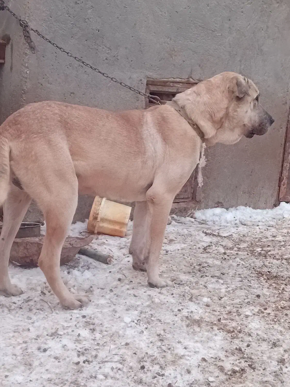 سگ نگهبان|سگ|مهربان, |دیوار