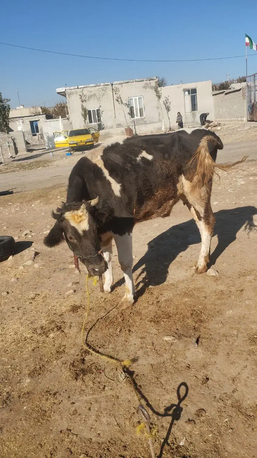 گاوگوساله ماده جوان|حیوانات مزرعه|ماهیدشت, |دیوار