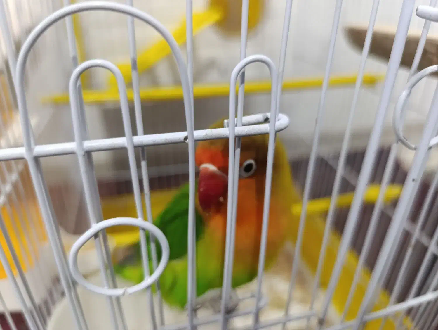 طوطی برزیلی لیلیان|پرنده|بروجرد, |دیوار