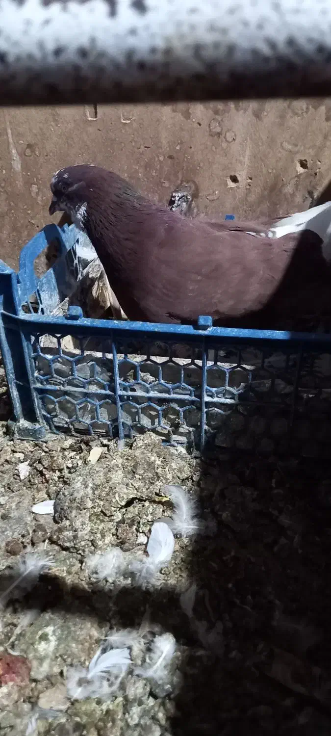 یک عدد نرفروشی|پرنده|یزد, |دیوار