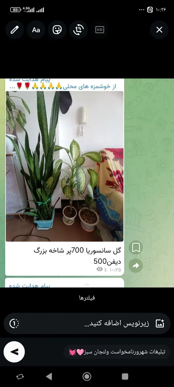 گل‌های طبیعی خونگی|گل و گیاه طبیعی|فولادشهر, فولادشهر|دیوار