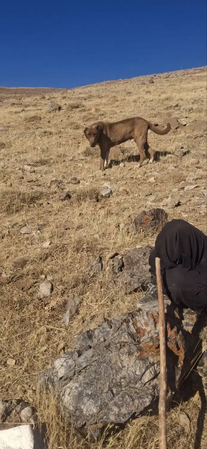 سگ فروشی|سگ|زنجان, |دیوار