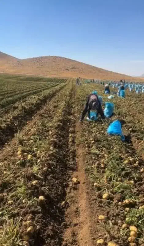 سرکارگر کشاورزی  چیدن سیب زمینی پیاز  گوجه.زعفران|خدمات باغبانی و درختکاری|کرمانشاه, |دیوار