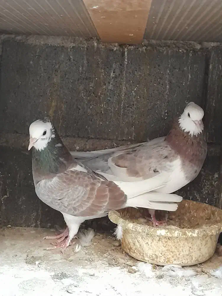 کبوتر پرشی|پرنده|گرگان, |دیوار