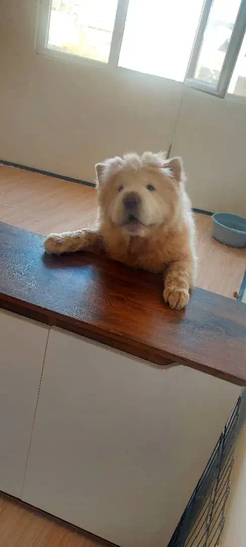 سگ چاوچاو|سگ|تهران, تهرانپارس غربی|دیوار