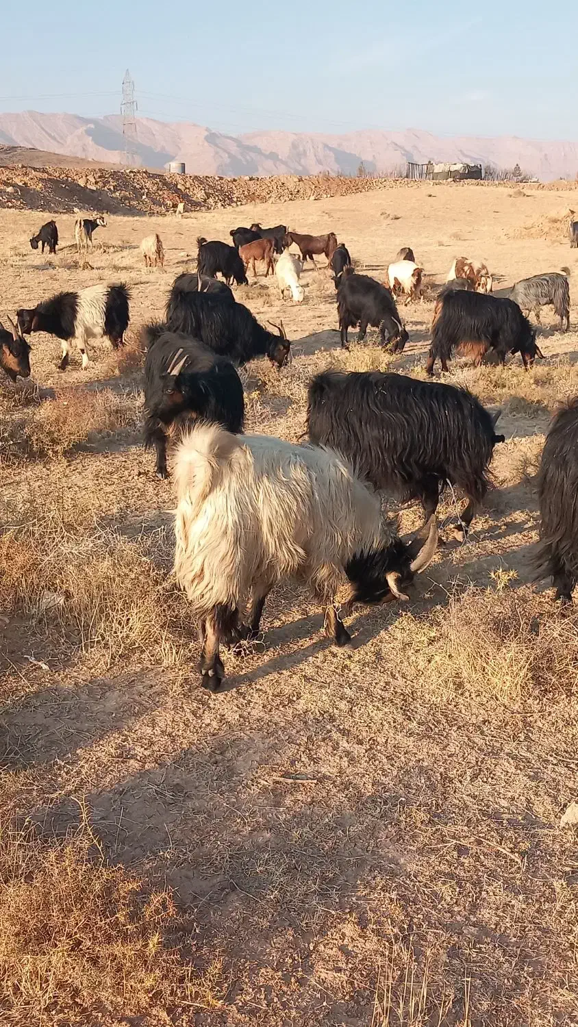 بز کهره دار جوان|حیوانات مزرعه|صدرا-فارس, فاز ۱|دیوار