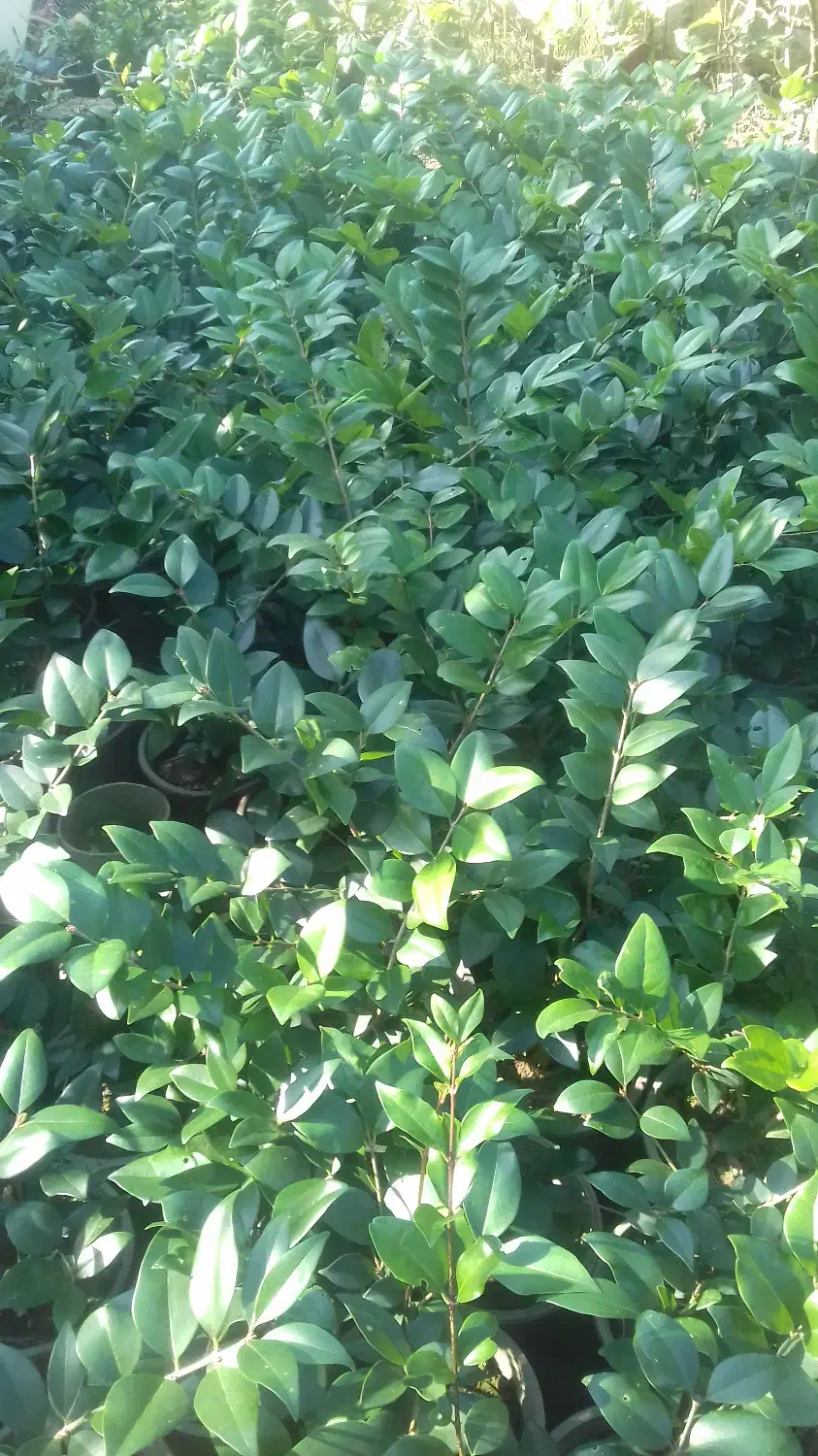 یاس هلندی و چمن|خدمات باغبانی و درختکاری|نشتارود, |دیوار