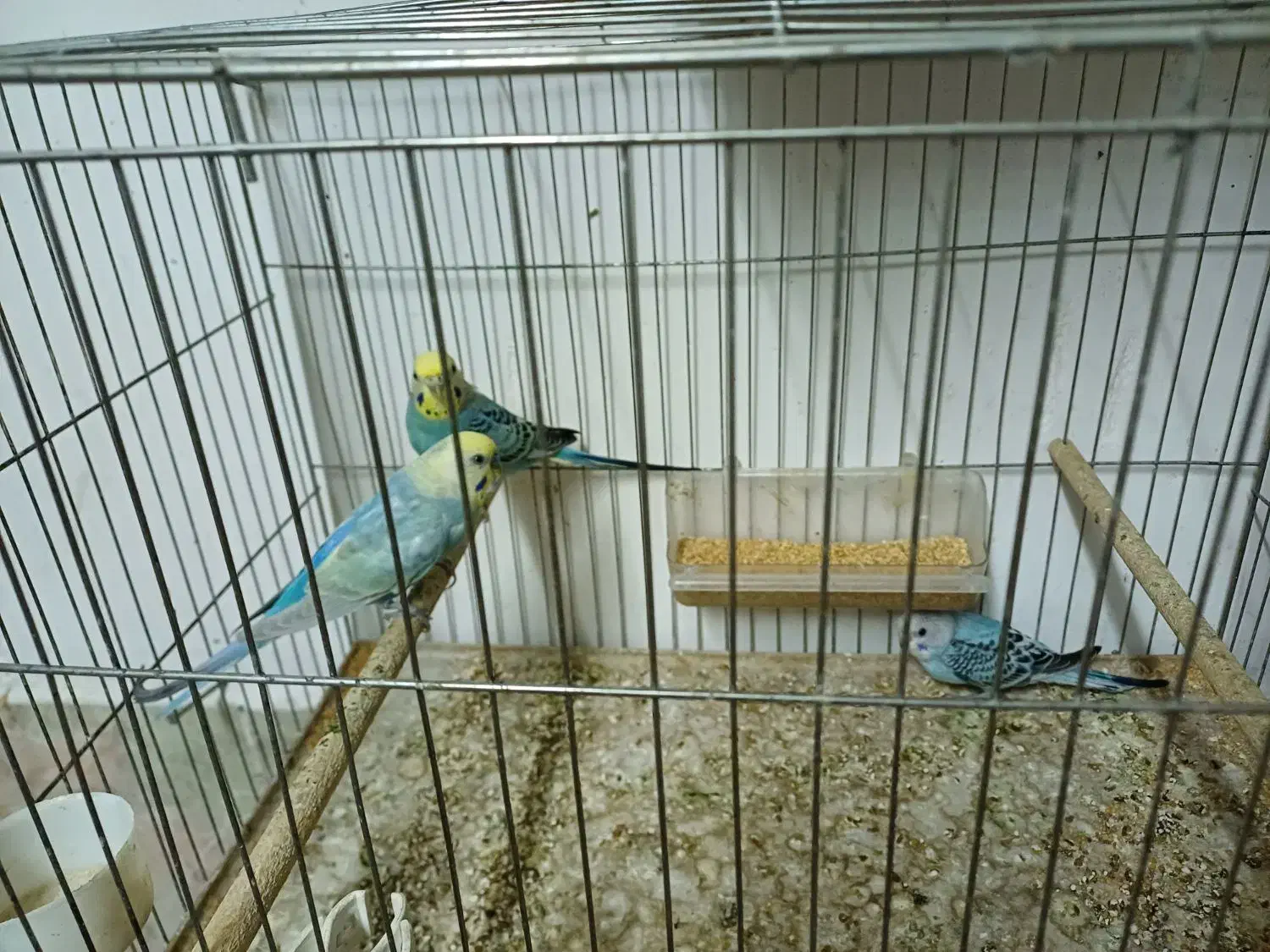 مرغ عشق رینبوبا جوجه و عروس نر|پرنده|رشت, کوی فکوری|دیوار