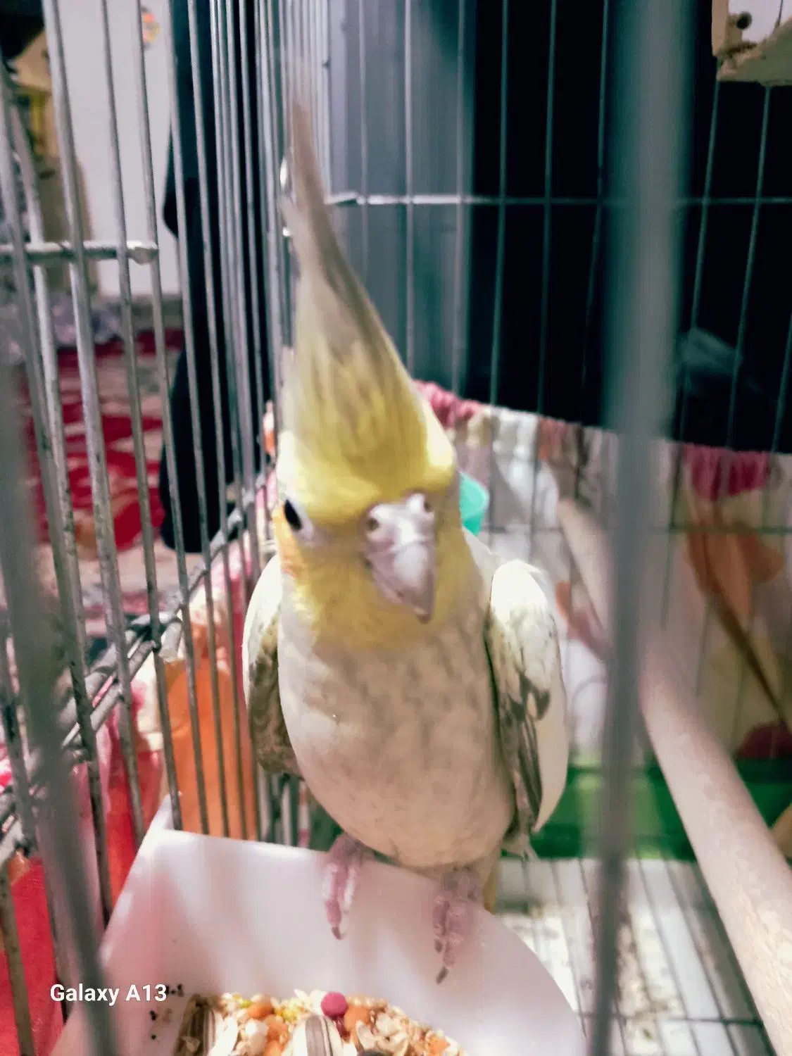 عروس هلندی|پرنده|بوئین زهرا, |دیوار