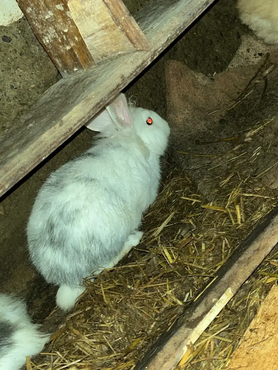 خرگوش بچه|موش و خرگوش|رشت, کوی حسینی|دیوار