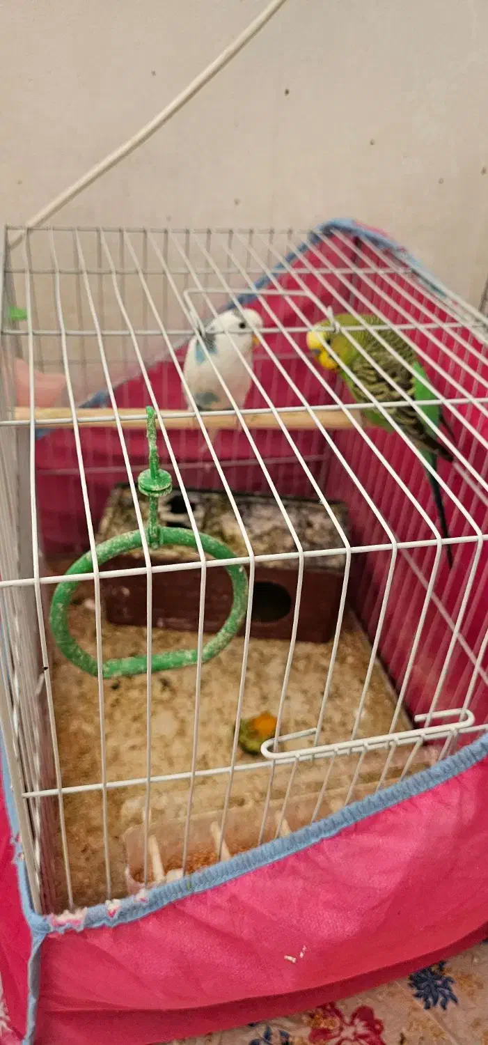 تعدادی پرنده|پرنده|شیراز, شهرک سراج|دیوار