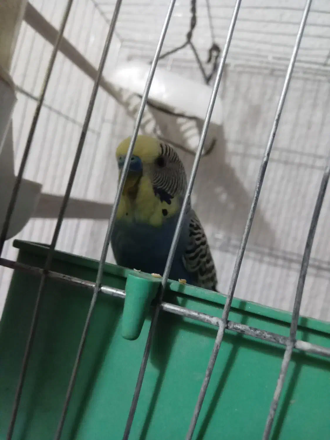 مرغ عشق|پرنده|آباده, |دیوار