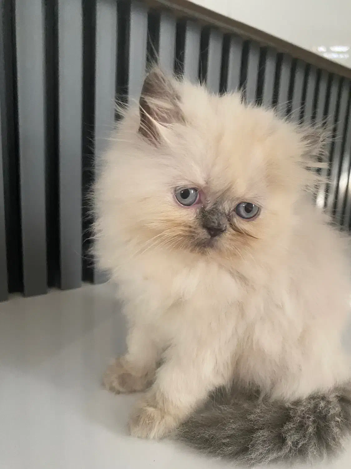 گربه پرشین فلت|گربه|تهران, جوادیه|دیوار