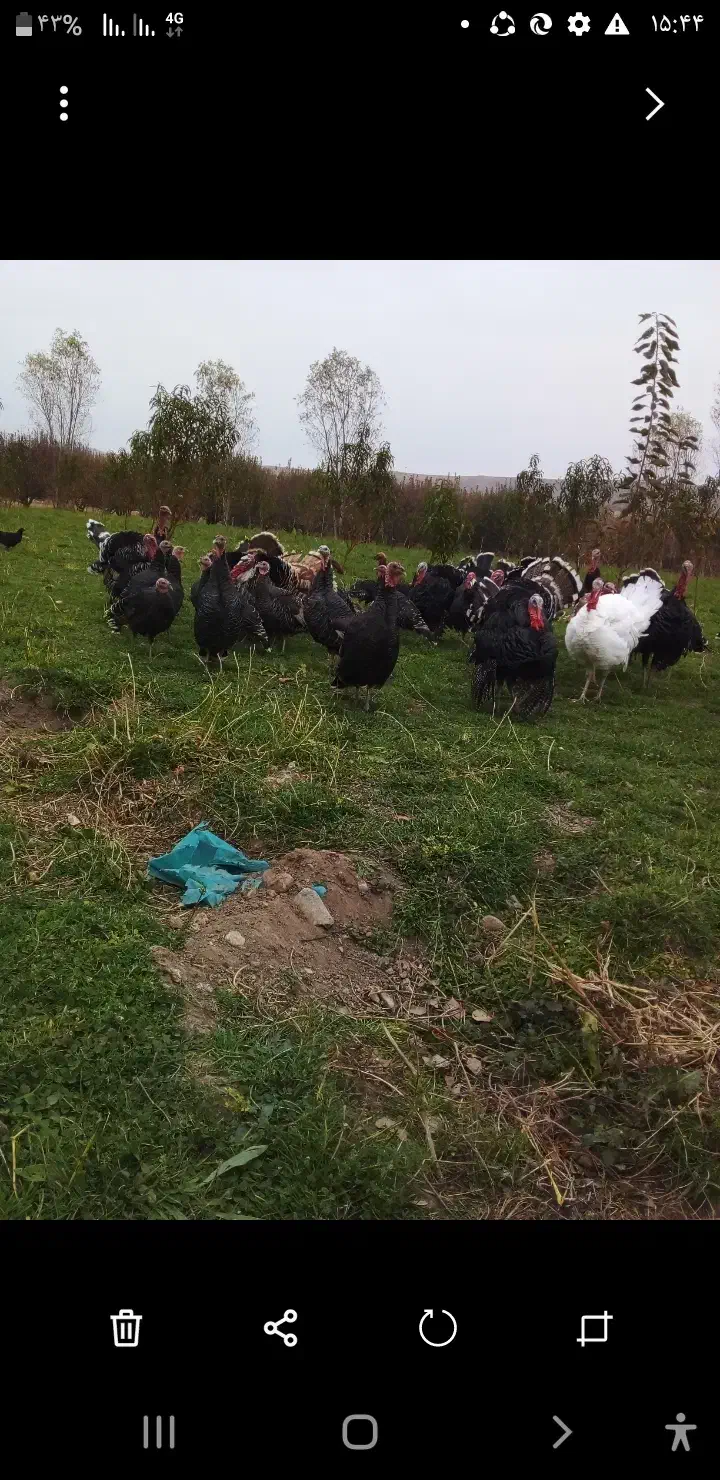 بوقلمون‌طبیعی|حیوانات مزرعه|مشگین شهر, |دیوار