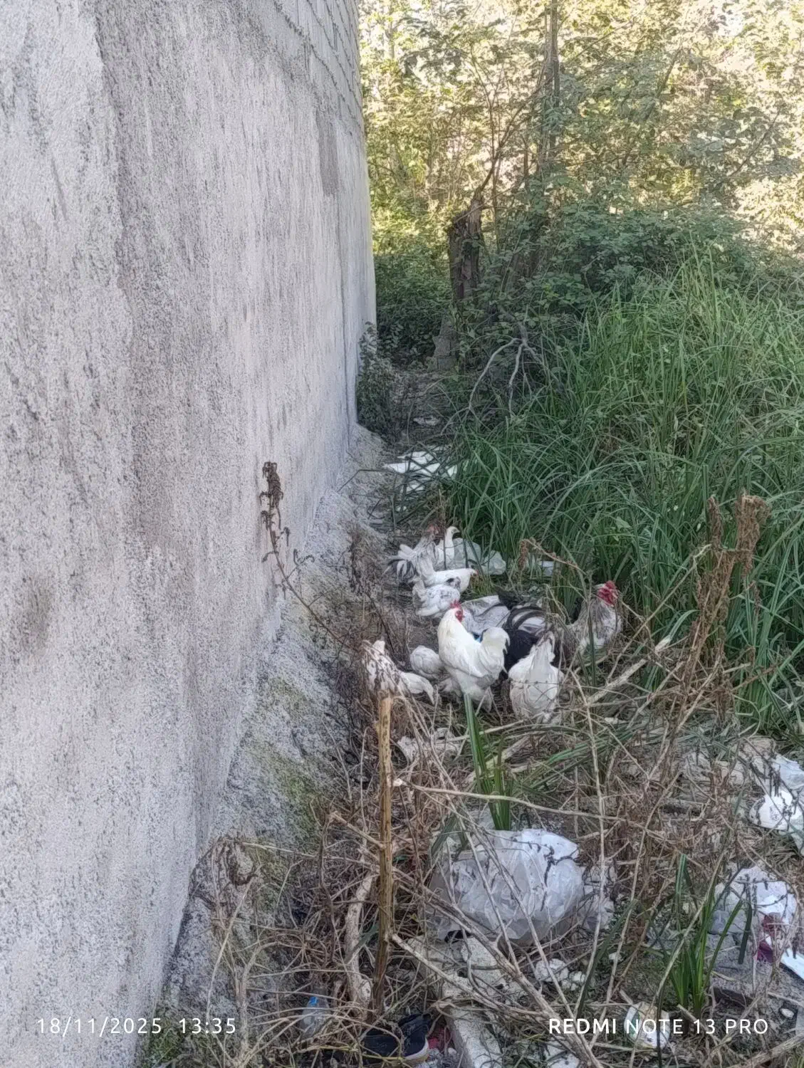 5تا خروس 5مرغ گذاشتم برای غروش|حیوانات مزرعه|رشت, آب آسیاب|دیوار