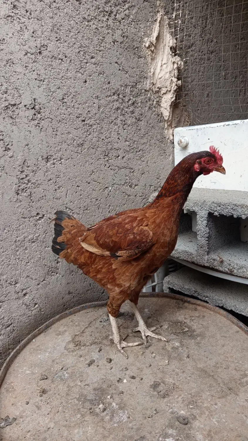 مرغ و خروس|حیوانات مزرعه|رودان, |دیوار