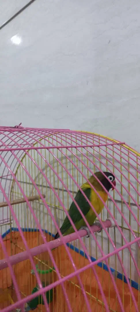 پرنده فروشی|پرنده|دزفول, |دیوار