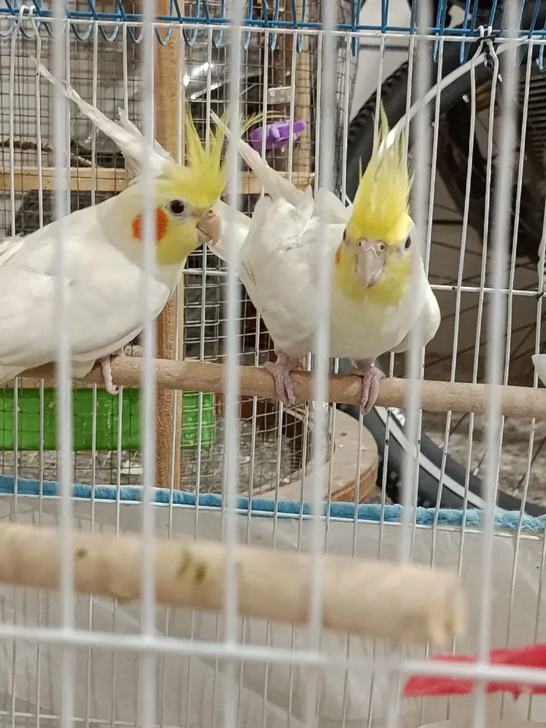 عروس هلندی|پرنده|شاهینشهر, نسیم ۵|دیوار