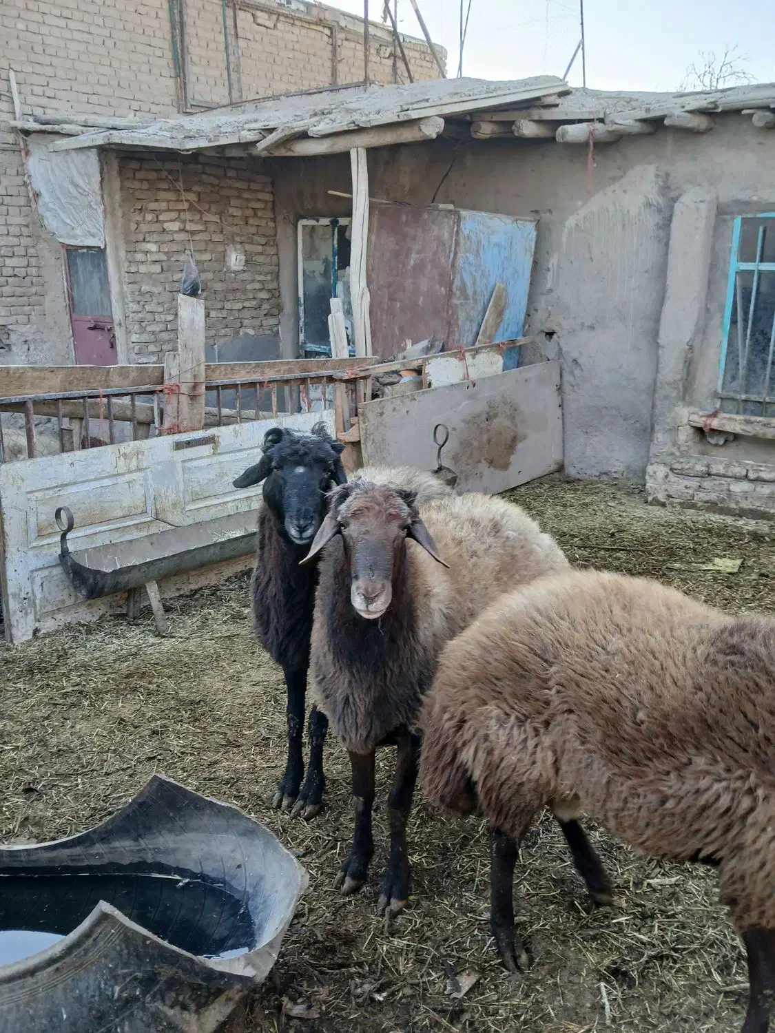 شیشک نر پرواری و بره پای پرواری سبک وزن|حیوانات مزرعه|فامنین, |دیوار