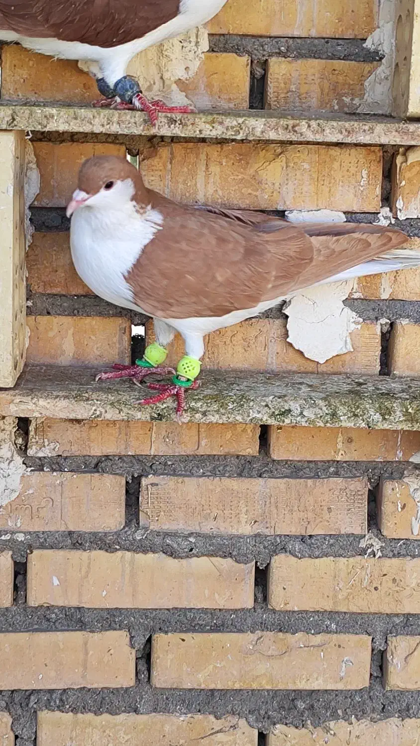 نر سید زرد|پرنده|شوشتر, |دیوار