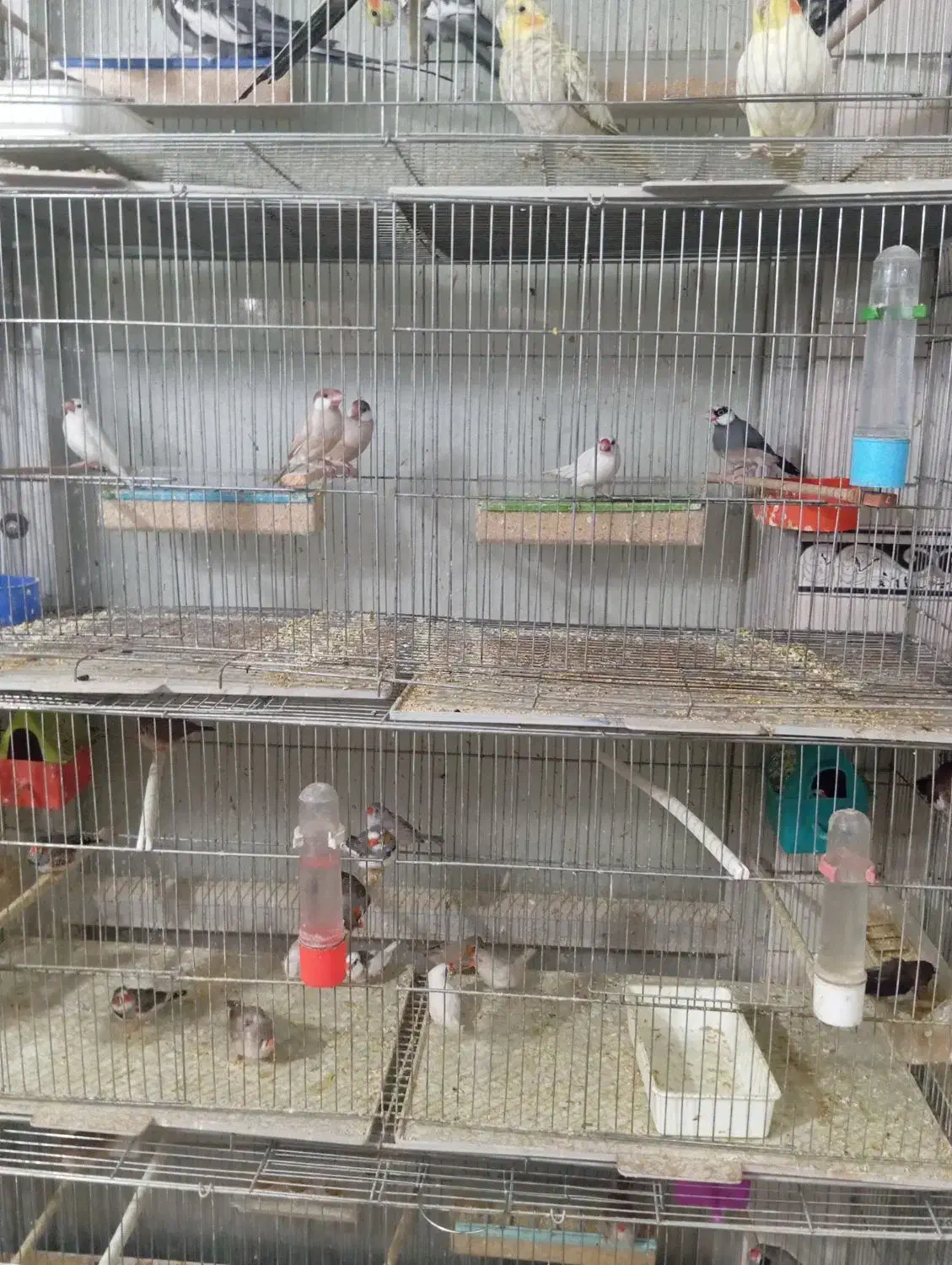 فنج زبرا فنج شکلاتی فنج نرگسی فنج بنگالی|پرنده|باسمنج, |دیوار