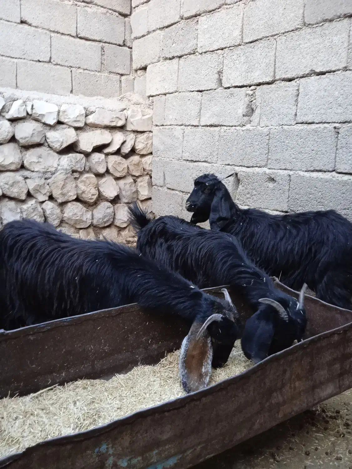 بزغاله|حیوانات مزرعه|آبدانان, |دیوار