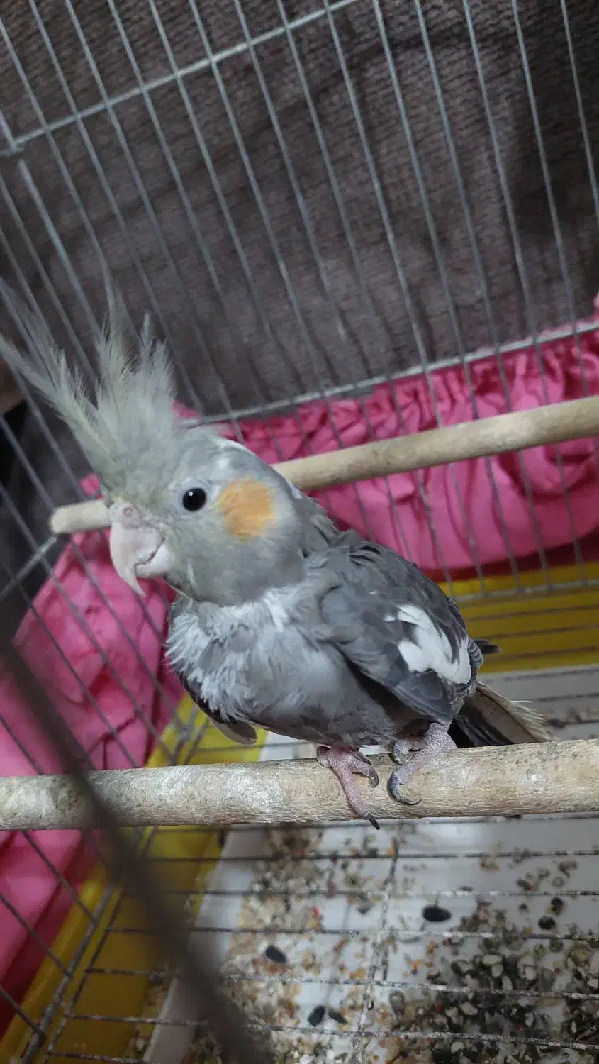 طوطی عروس هلندی|پرنده|صومعه‌سرا, |دیوار