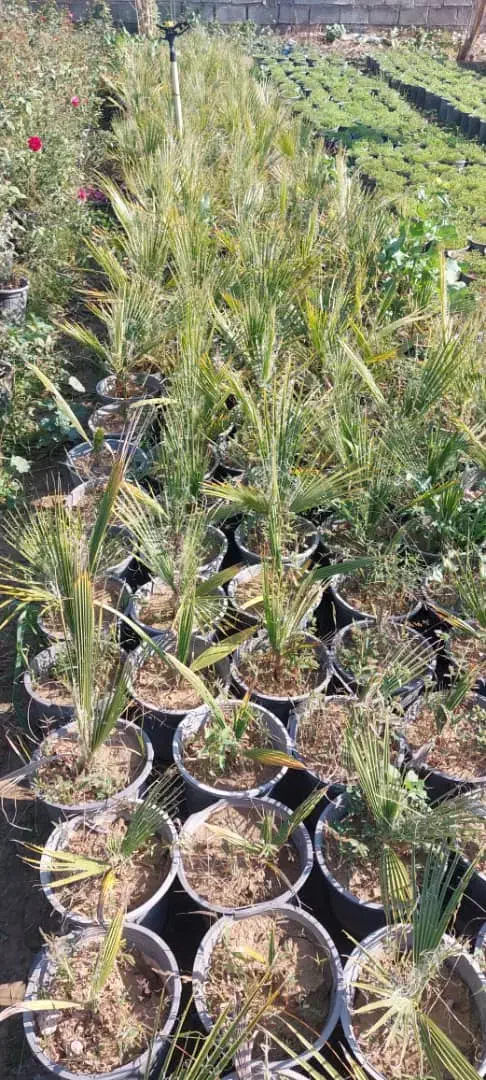 شب بو آلوورا پالم|گل و گیاه طبیعی|دزفول, |دیوار