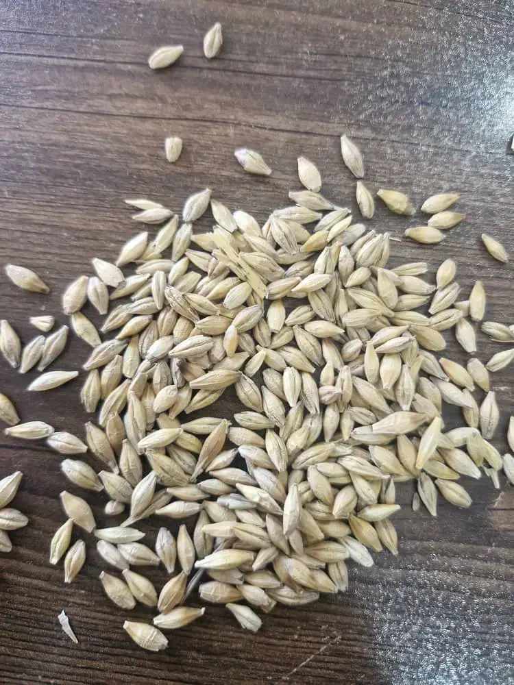 فروش جو خارجی|عمدهفروشی|فسا, |دیوار