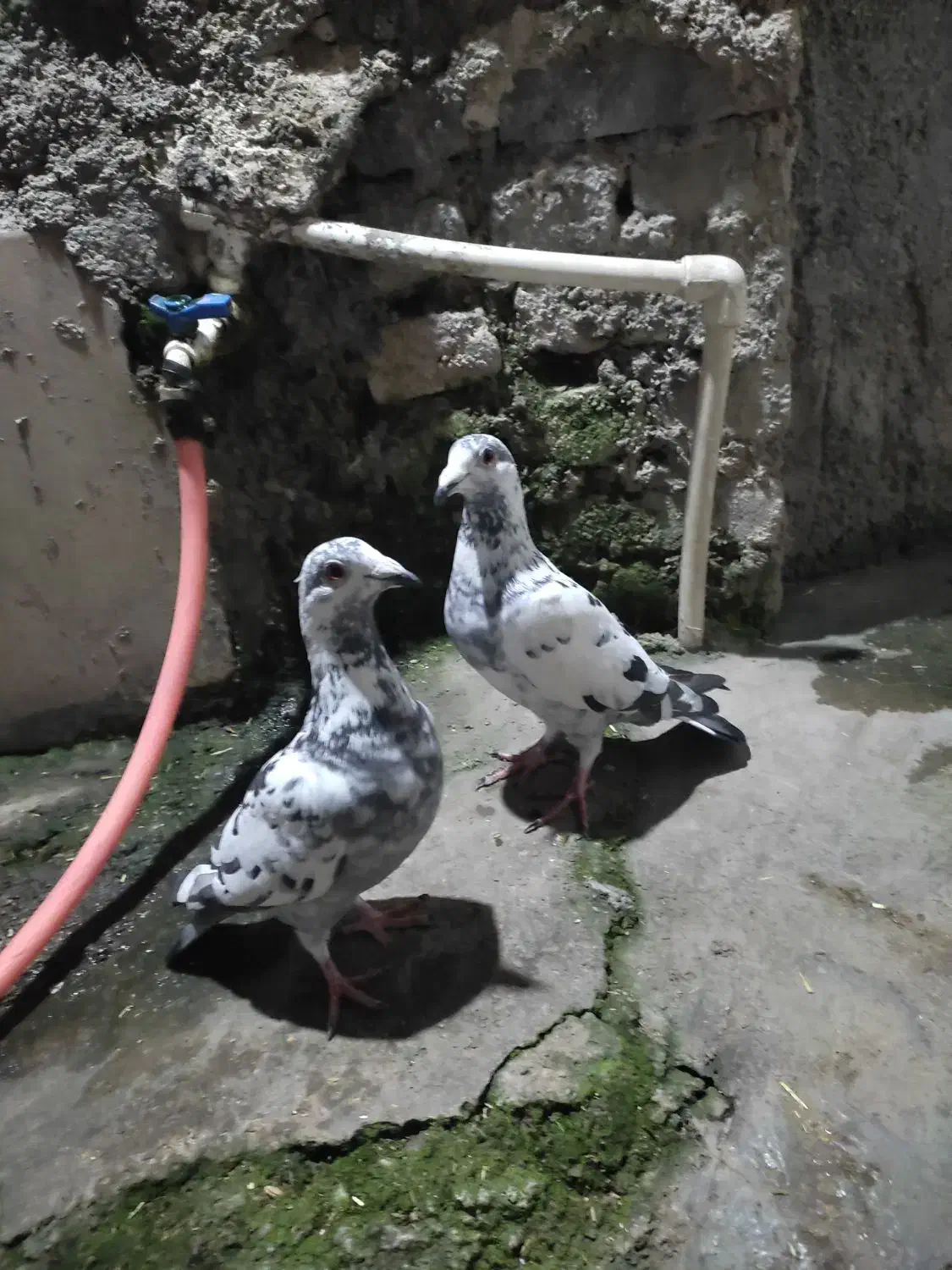 کبوتر|پرنده|گرگان, |دیوار